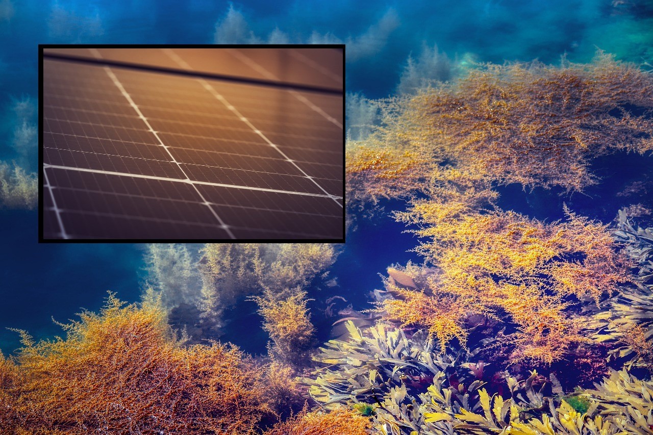 Indyjscy naukowcy stworzyli panele słoneczne oparte na algach / źródło: Pixabay, CC0, przetworzone
