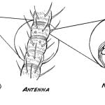 RoboRoach: pierwszy na świecie działający system zdalnego sterowania karaluchami, który można kupić.