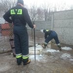 Zdjęcia przedstawiające sytuację podtopionego Schroniska dla zwierząt w Korabiewicach
