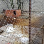 Zdjęcia przedstawiające sytuację podtopionego Schroniska dla zwierząt w Korabiewicach