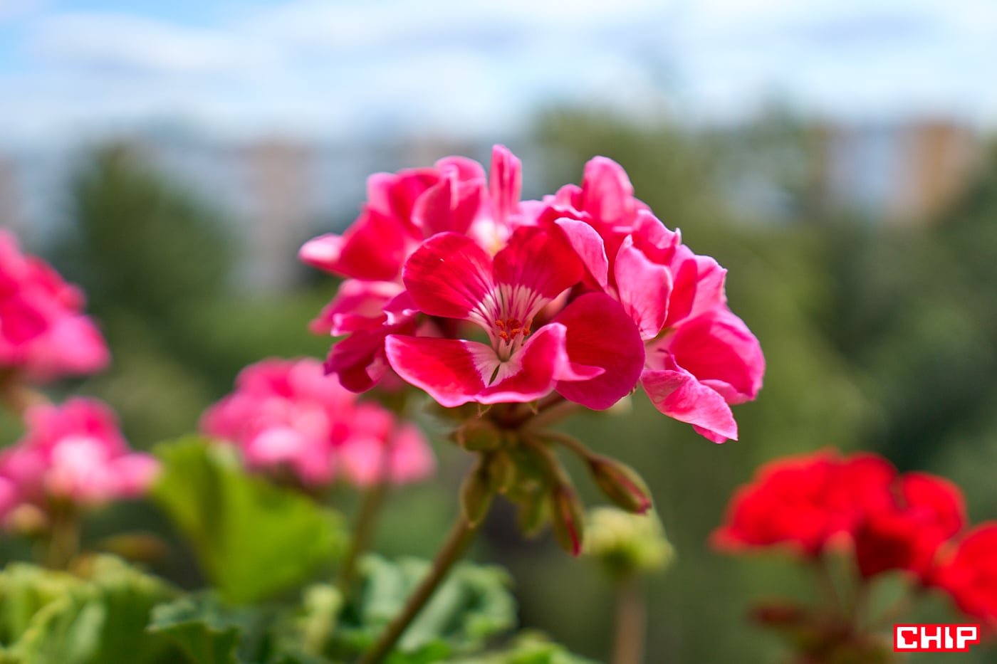 Sony E 15 mm F1.4 G bokeh