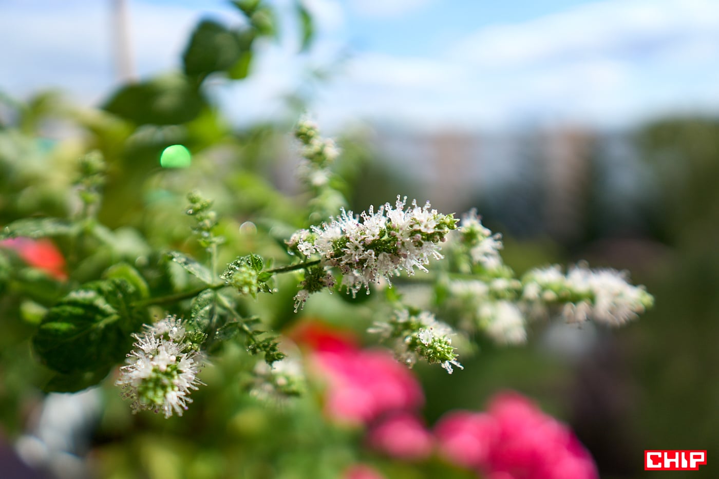 Sony E 15 mm F1.4 G bokeh