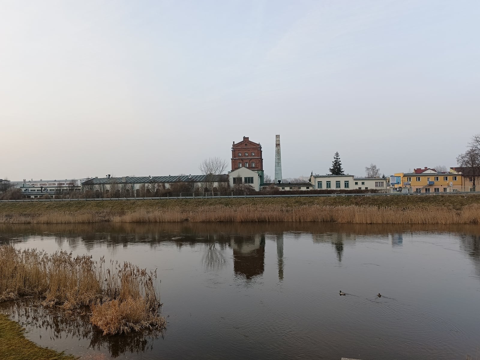Oppo Reno 8T dzień