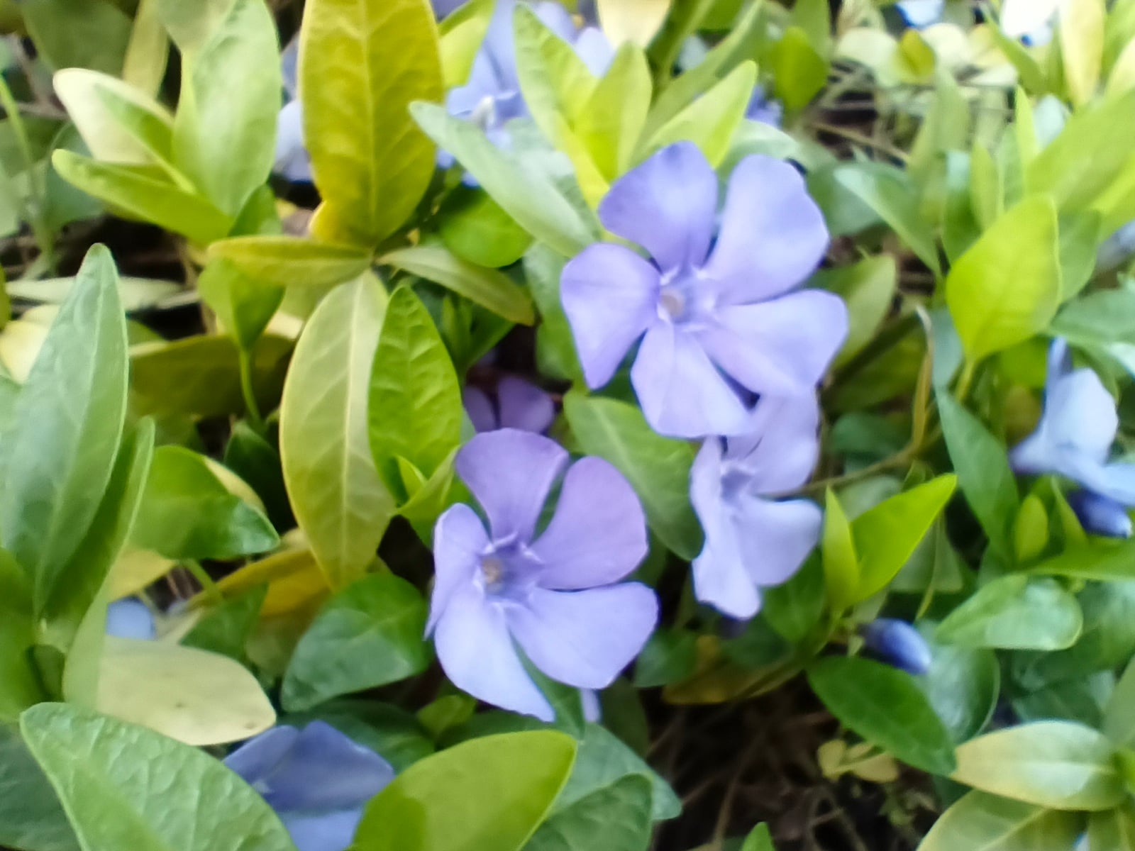 Tecno Spark 20 Pro+ 