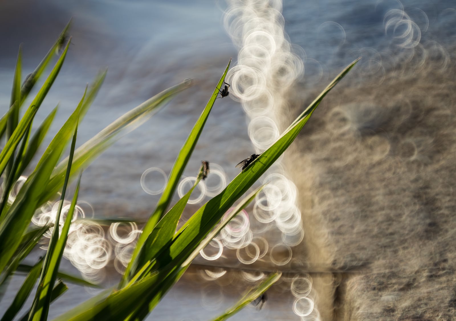 TTArtisan 250 mm f/5.6