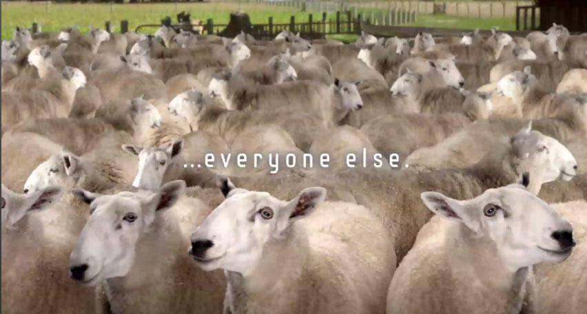 Samsung twierdzi, że jestem owcą. Dobrze, że nie baranem…