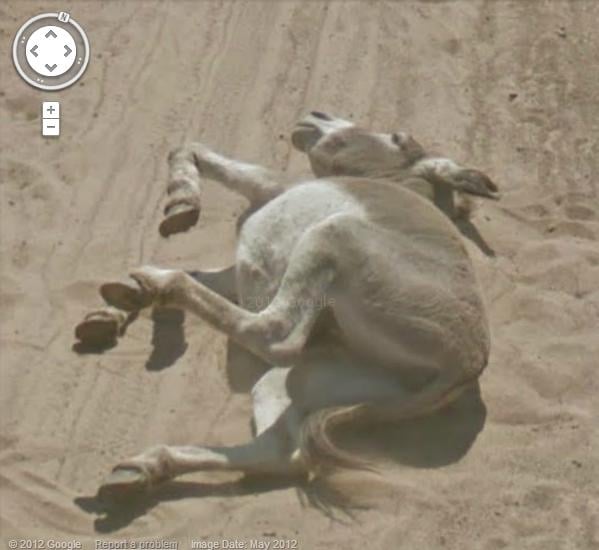 Czy Google wykończyło osiołka? (aktualizacja: jelonek nie miał tyle szczęścia)