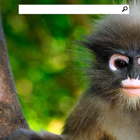 Bing nie żałuje złośliwości wobec Google’a