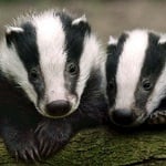 Survivalowy symulator borsuka