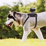 Action Cam dla czworonoga