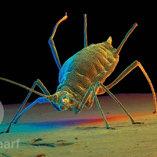 Fotografowanie mikroskopem elektronowym