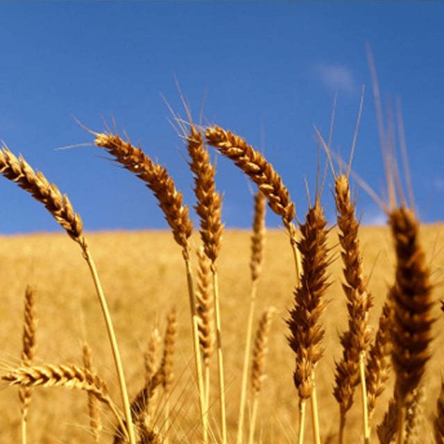 Wykop: buszując w zbożu