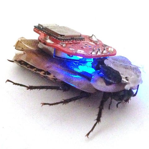 Chcesz kupić zdalne sterowanie dla… karalucha?