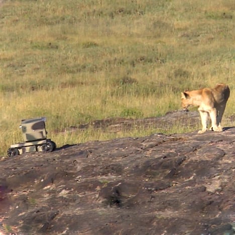 Lwi Big Brother od National Geographic
