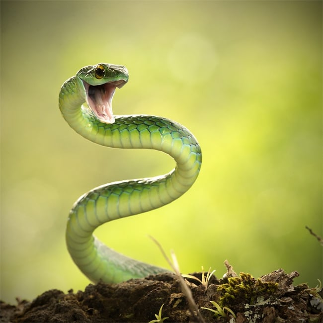 Rosyjski wirus zwany wężem