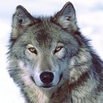 Tak wygląda futro nowej generacji [wideo]