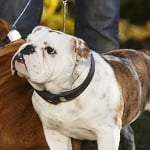 Voyce – obroża, która powie Ci czego potrzebuje Twój pies