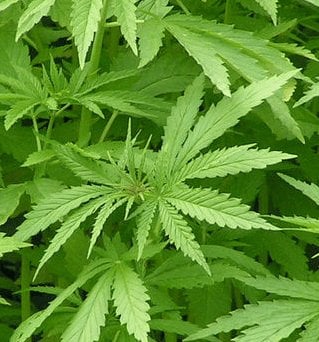 Konopie mogą okazać się lepsze niż grafen