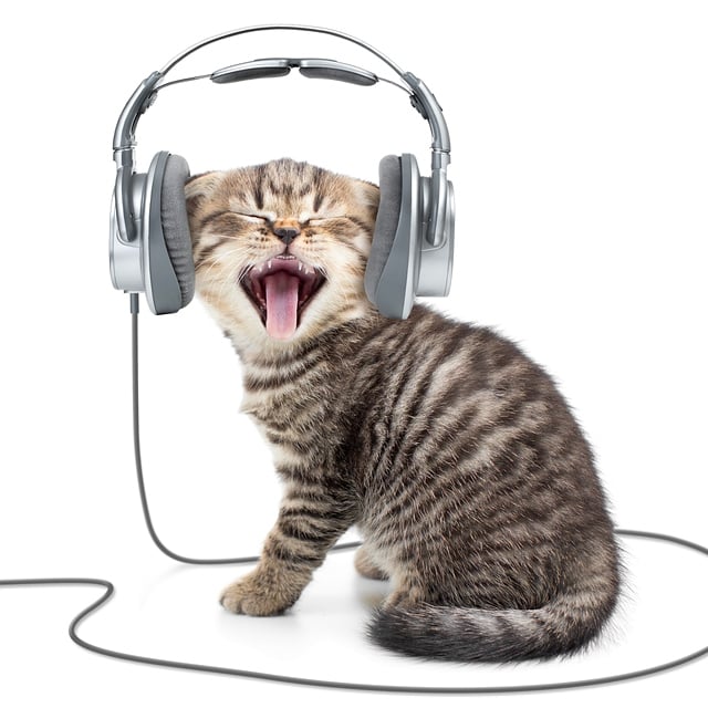 Naukowcy stworzyli specjalną, kocią muzykę