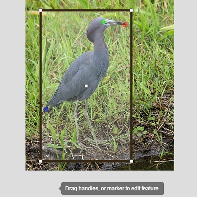 Strona rozpoznająca sfotografowane przez nas ptaki