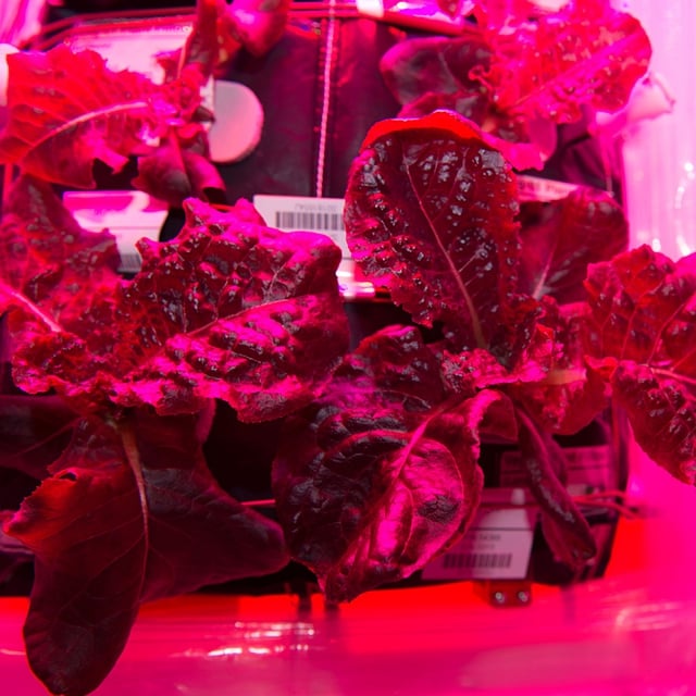 Pierwsze warzywa wyhodowane w kosmosie