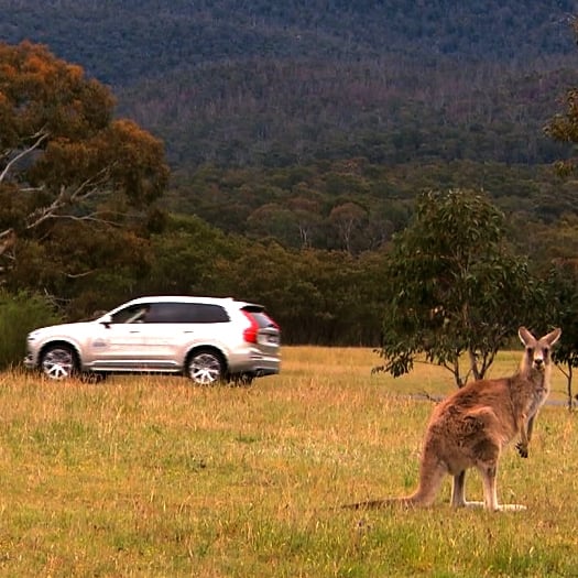 Volvo testuje system zapobiegający kolizjom z kangurami
