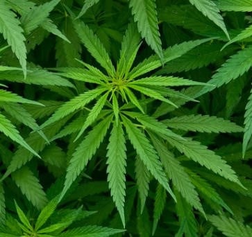 Po zamknięciu Silk Road, handel narkotykami w Sieci… wzrósł trzykrotnie