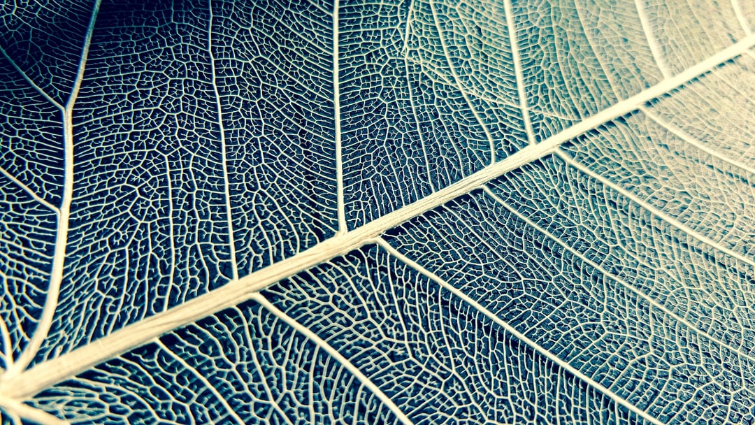 W Polsce powstaje sztuczny liść na bazie grafenu