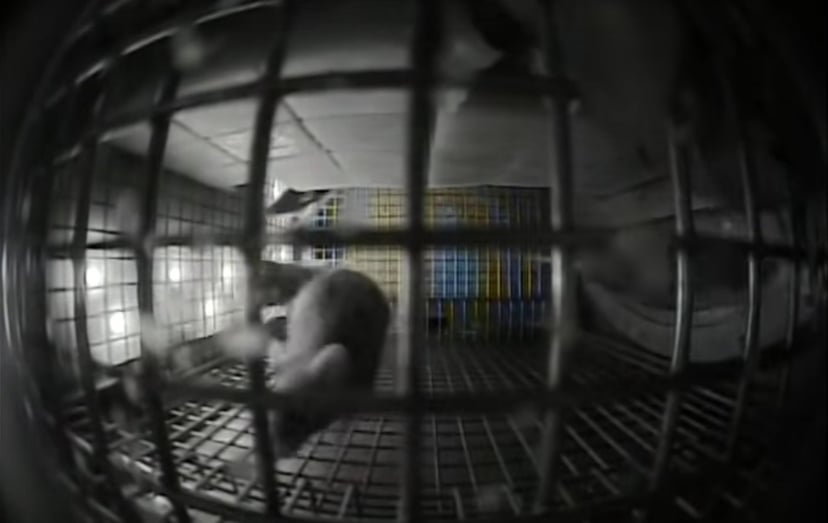 Myszy z Międzynarodowej Stacji Kosmicznej urządzają… wyścigi