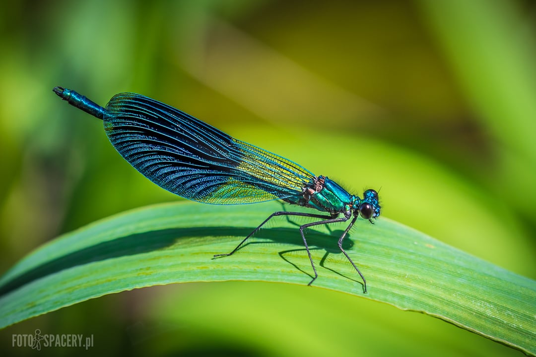 Jak wygrać konkurs fotograficzny (część 2)