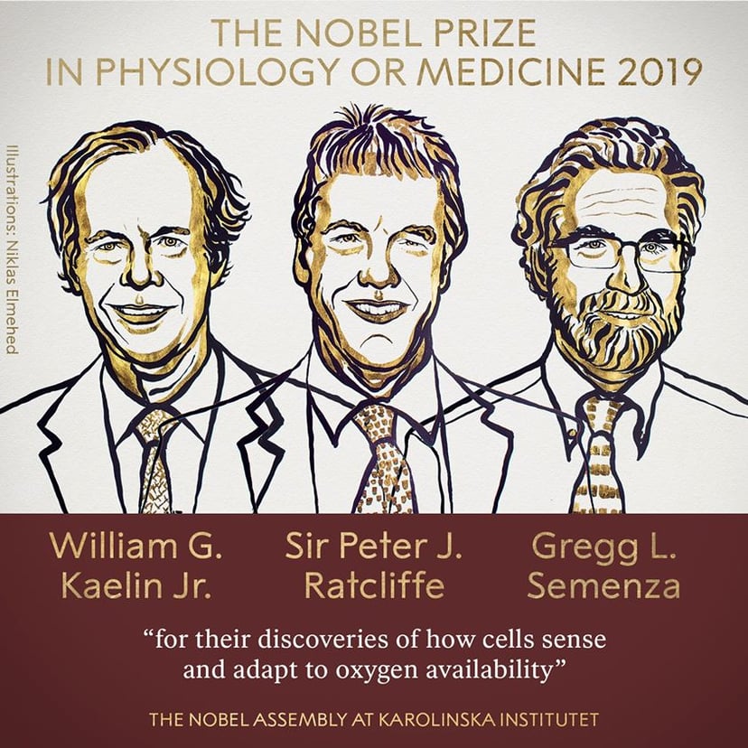 Nobel 2019 – przyznano nagrodę z medycyny i fizjologii