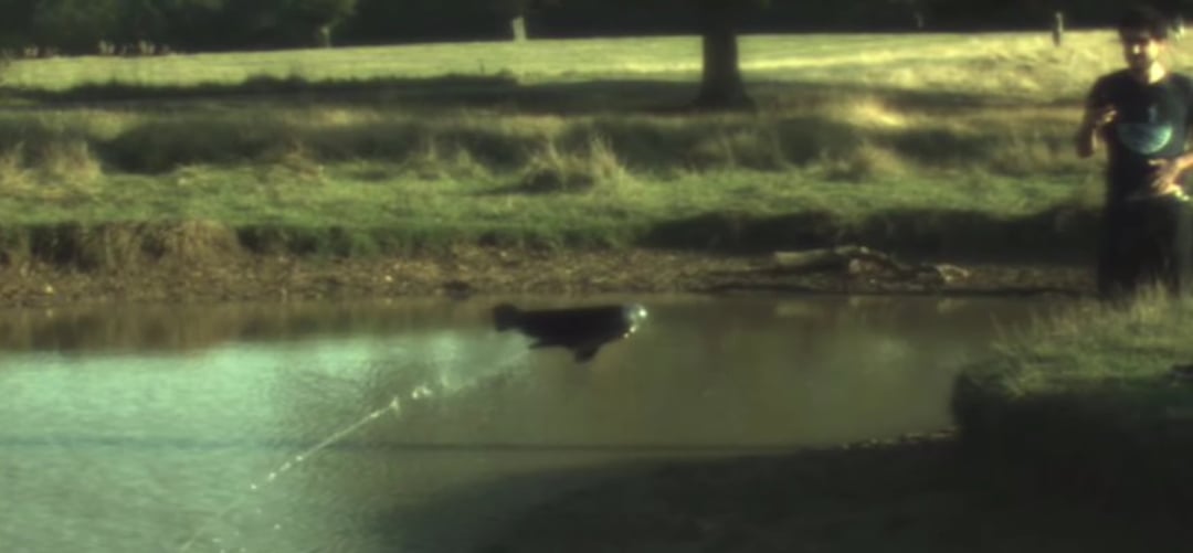 Naukowcy stworzyli mechaniczną latającą rybę. Sprawdźcie, jak działa prototyp