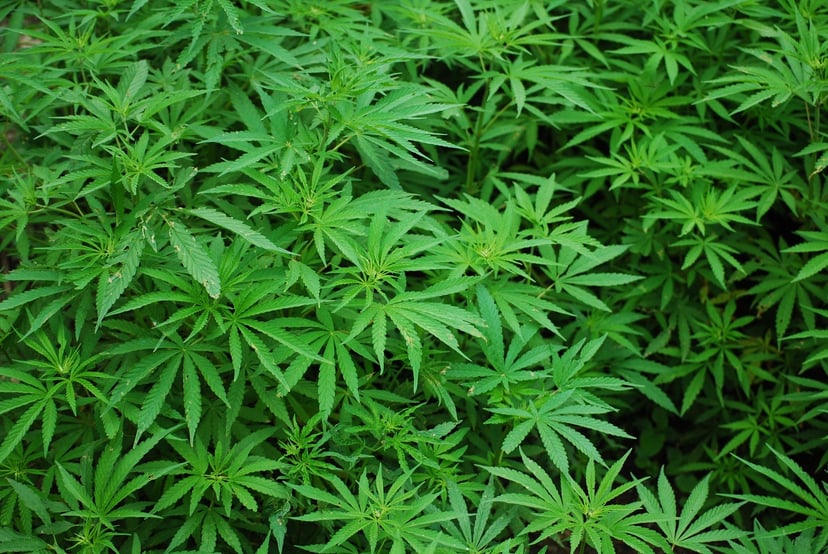 Konopie czy marihuana? Ręczny spektrometr szybko określa poziom THC