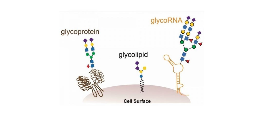 Ta substancja chemiczna jest najprawdopodobniej wspólna dla wszystkich form życia na Ziemi