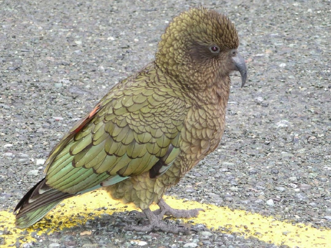 Czy zwierzęta potrafią się śmiać?