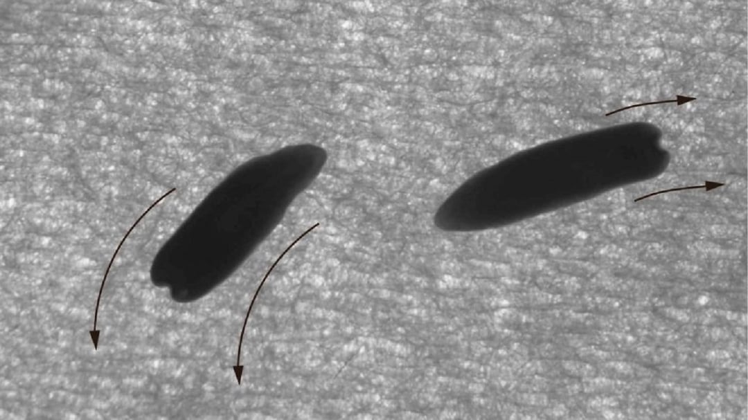 „Widzą”, mimo odciętych głów. Niesamowite wypławki zostały zbadane przez naukowców