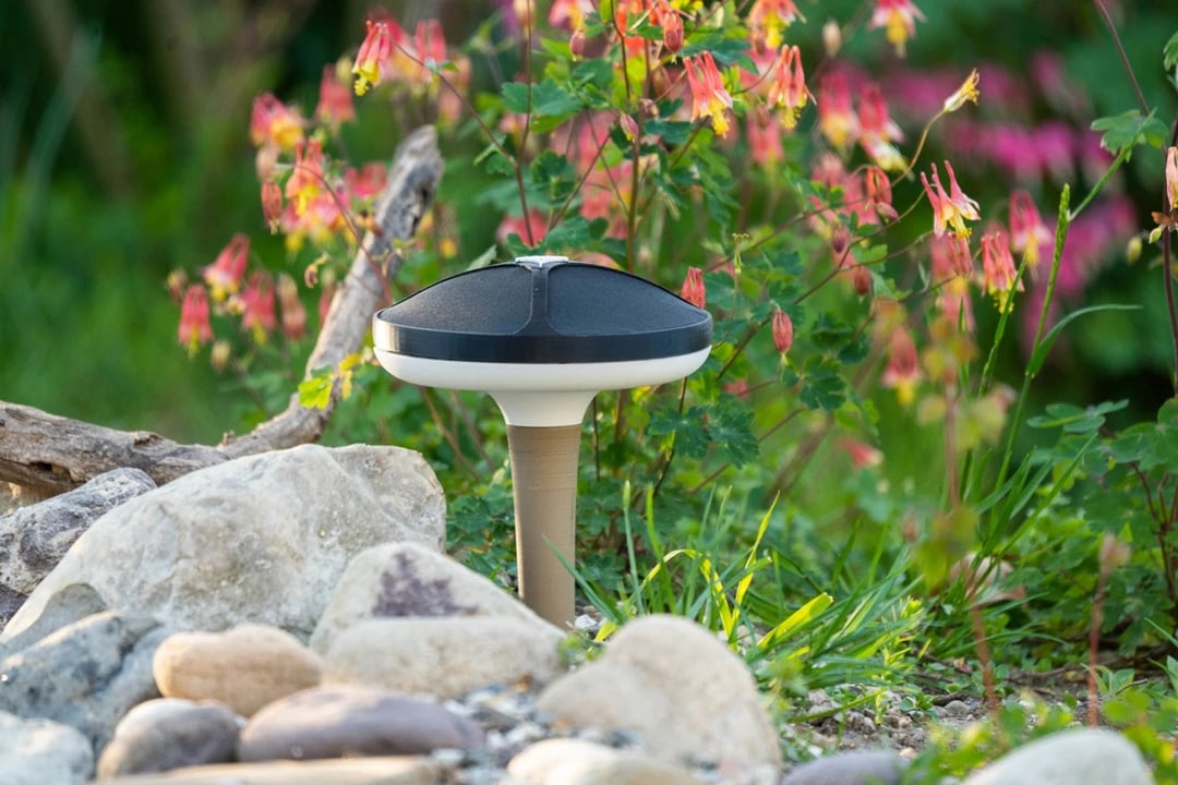 Chcesz wiedzieć, jaki ptak śpiewa za oknem? Pomoże w tym Terra