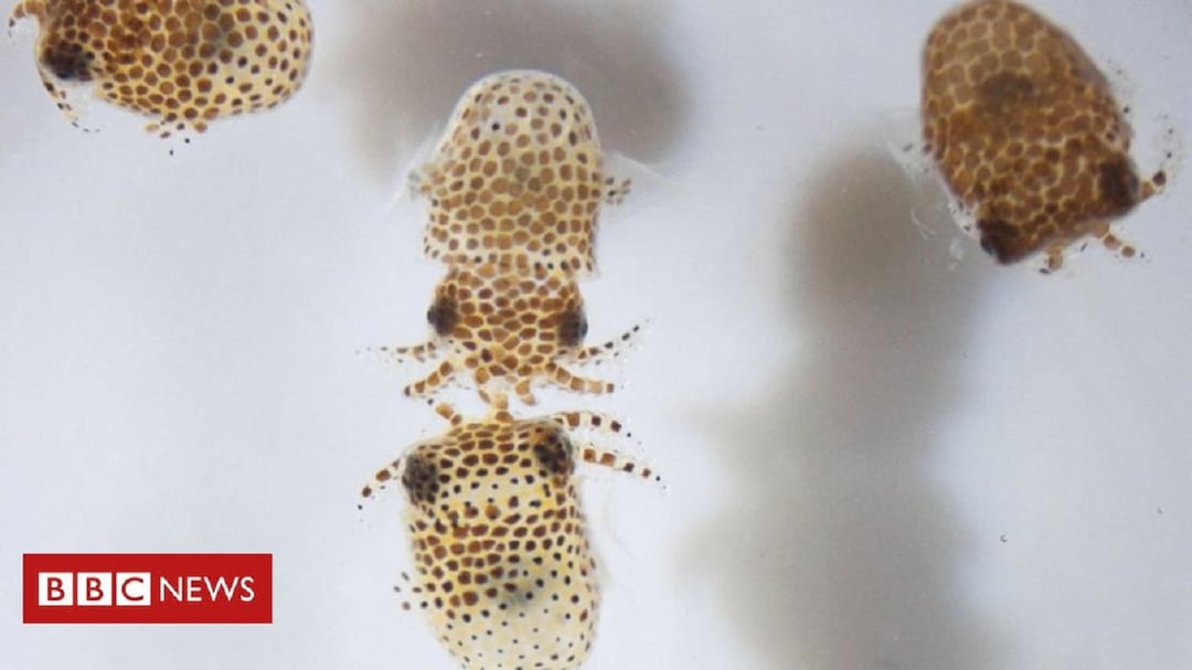 W jakim celu na Międzynarodową Stację Kosmiczną wysłano kałamarnice?