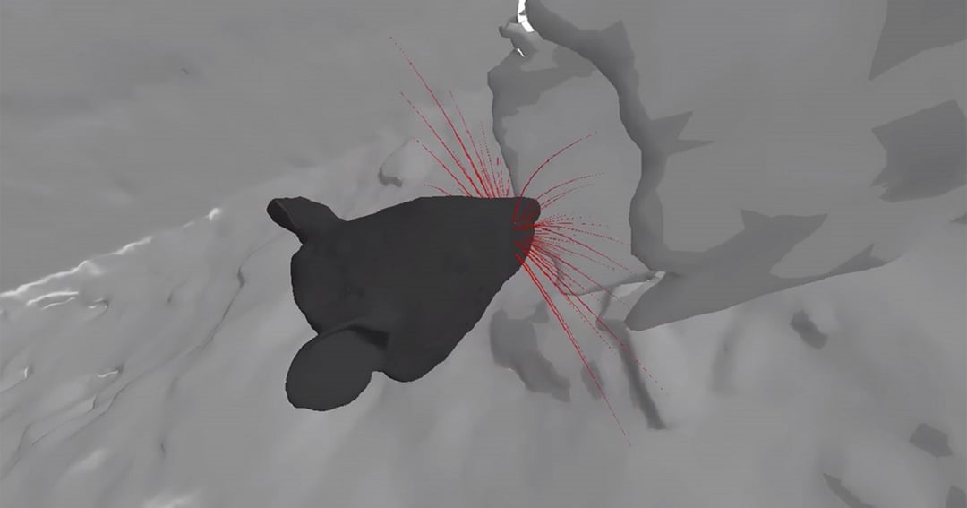 Symulator szczura pokazuje, jak działają wibrysy tych zwierząt