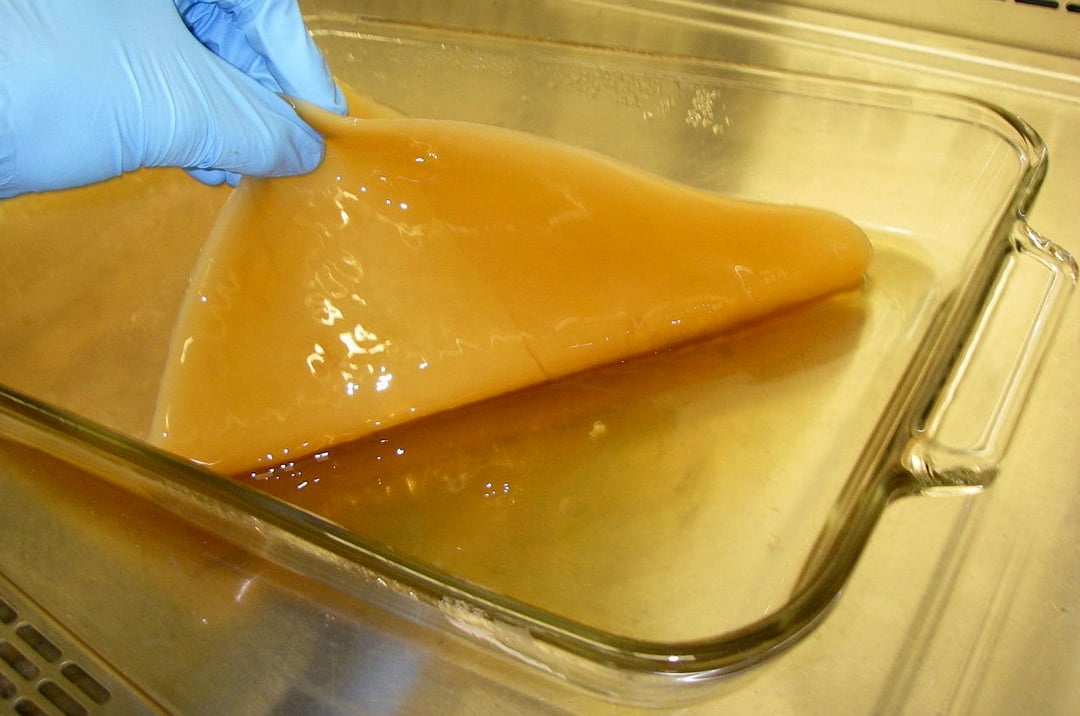 Przyszłość inżynierii to zaprojektowane żywe materiały