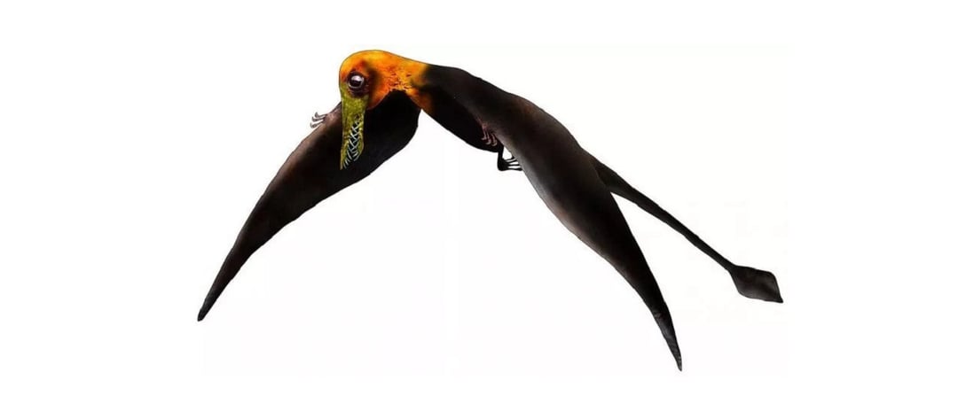 “Latający smok” na południowej półkuli. Ten gatunek zamieszkiwał Ziemię 160 mln lat temu