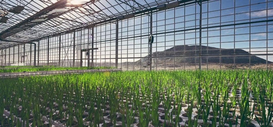 Genetycznie modyfikowane rośliny dostarczą proteiny z mięsa. Nowy pomysł na walkę z emisjami