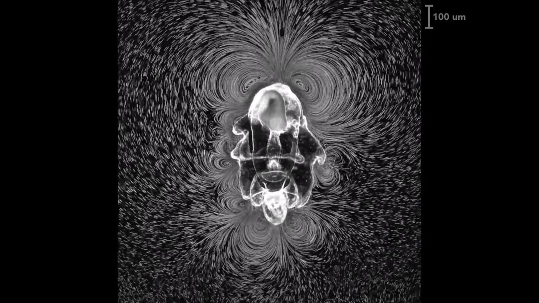 Larwy rozgwiazdy zainspirowały naukowców do stworzenia nowego typu robota