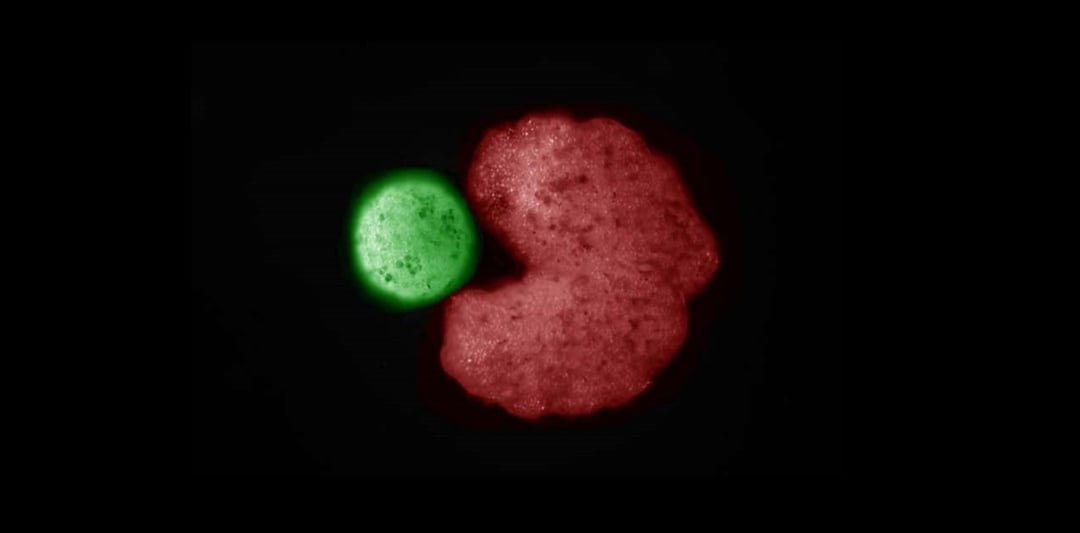 Te biomaszyny są w stanie się replikować. Gdzie kończy się maszyna a zaczyna nowe życie?