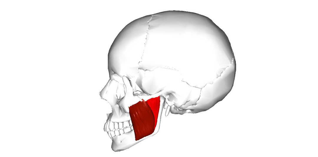 Ludzkie ciało ma część, o której nie wiedzieliśmy. Jak wiele tajemnic skrywa jeszcze nasz organizm?