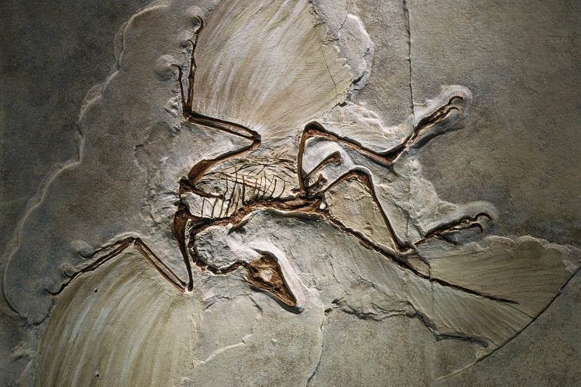 Naukowcy przywracają cechy dinozaurów u współczesnych zwierząt. Gdzie jest granica?