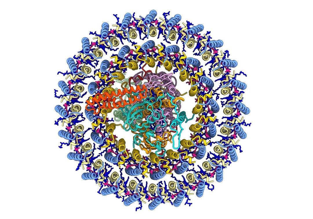 Bakteria rozwinęła zdolność prowadzenia fotosyntezy. Jej budowa jest różna od pozostałych