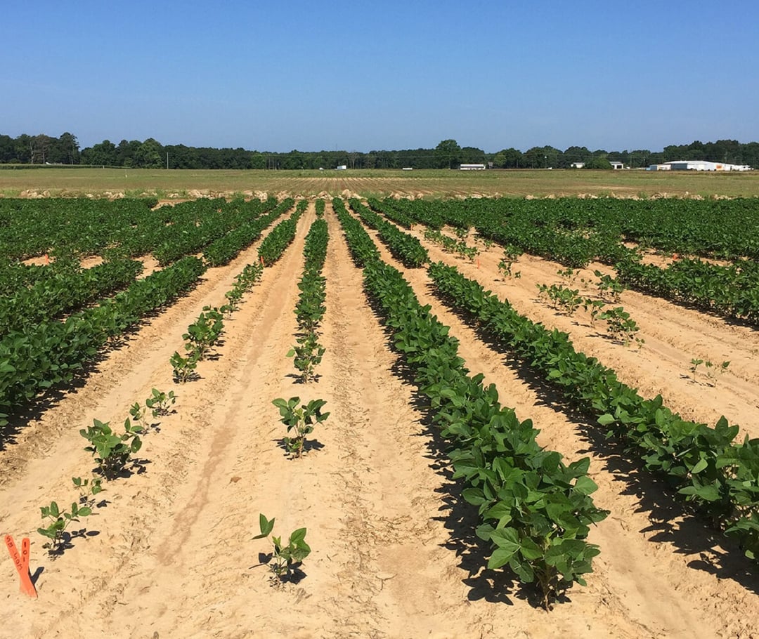 Nanotechnologia i rolnictwo? To bardziej zgrany duet niż mogłoby się wydawać