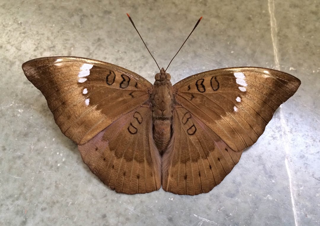 Natura ceni symetrię. Nowe badania dostarczają odpowiedzi na ten temat