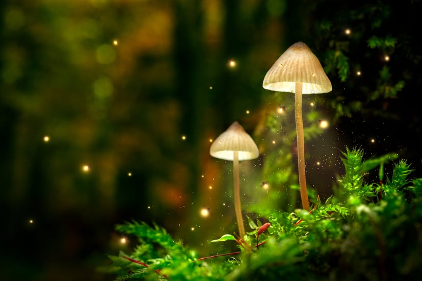 Psylocybina sposobem na depresję? Niezwykłe działanie “magicznych grzybów”